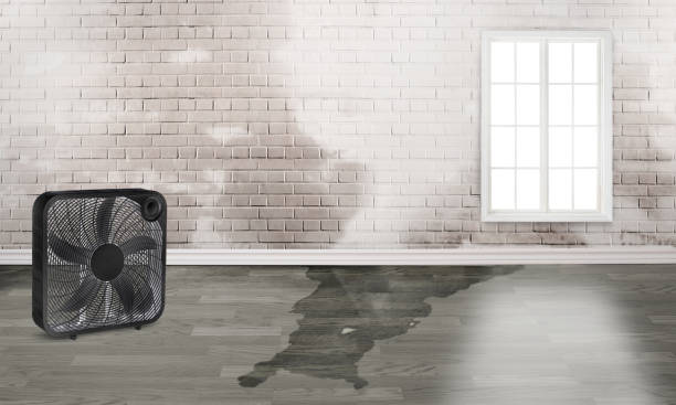 Best Water damage contractors near me  in Arrowhead Beach, NC